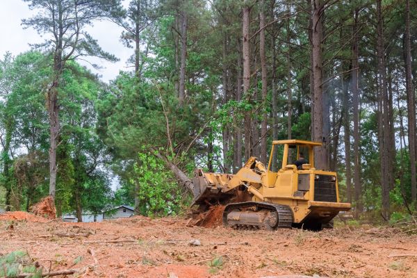Trees Clearing in Copperas Cove