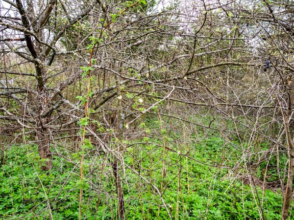 Underbrush Clearing in Copperas Cove