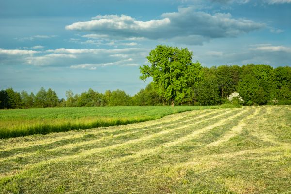 Cost of Vegetation Removal in Copperas Cove