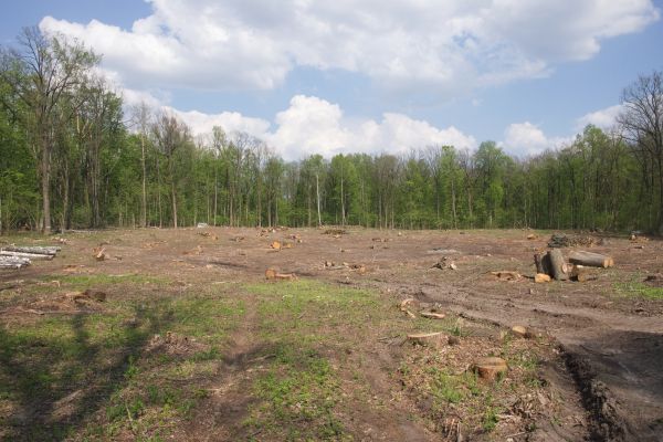 Cost of Pasture Clearing in Copperas Cove