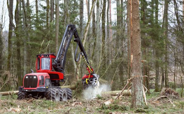 Cost of Forest Clearance Service in Copperas Cove