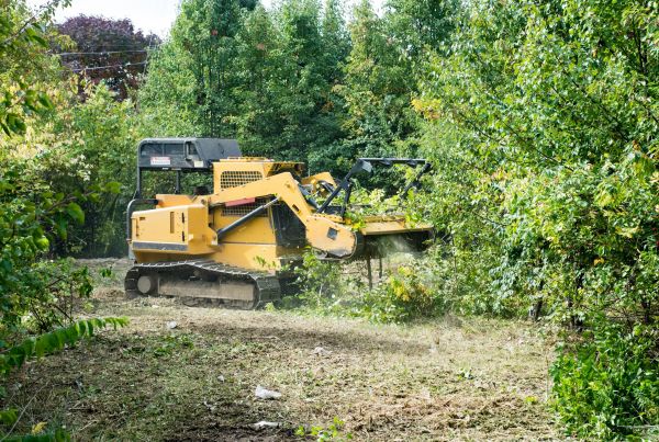 Cost of Pathway Clearing in Copperas Cove