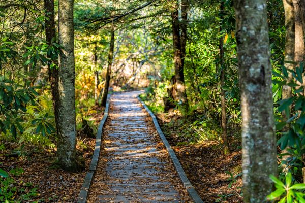 Cost of Trail Clearing in Copperas Cove