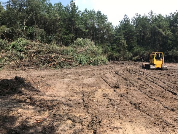 Cost of Thicket Clearing in Copperas Cove